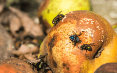 donde ponen huevos las moscas