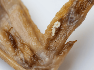 huevos de mosca en casa