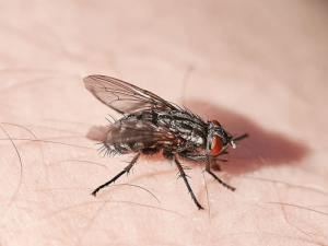 las moscas pican
