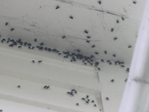 plaga de moscas pequeñas en casa